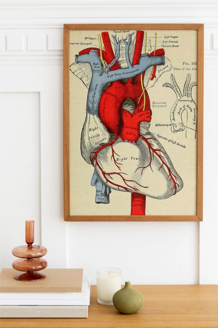 Identifier: Anatomy – Historisk plakat