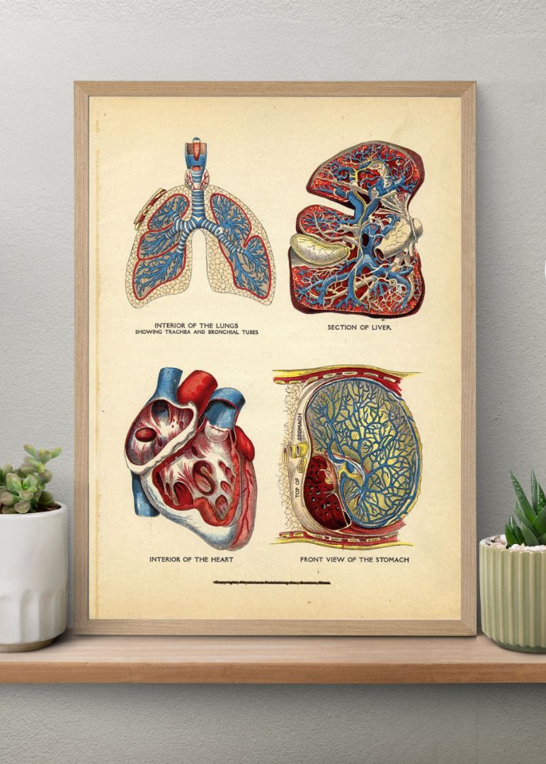 Interior of the Heart, Lungs, Liver, and Stomach – Organsystemets dybde