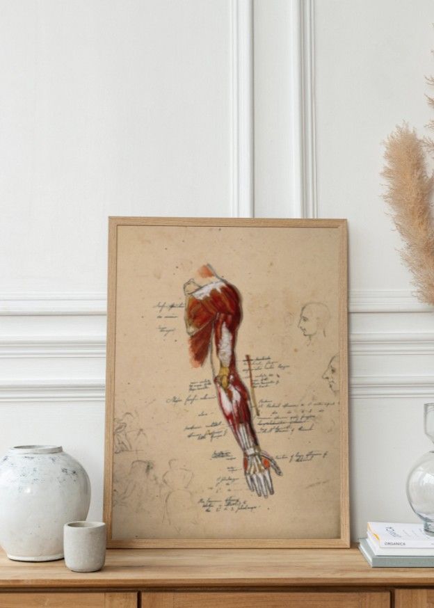 Muscles of the Arm, Shoulder, and Hand – Detaljeret muskelanatomi