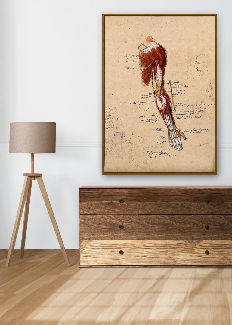 Muscles of the Arm, Shoulder, and Hand – Detaljeret muskelanatomi