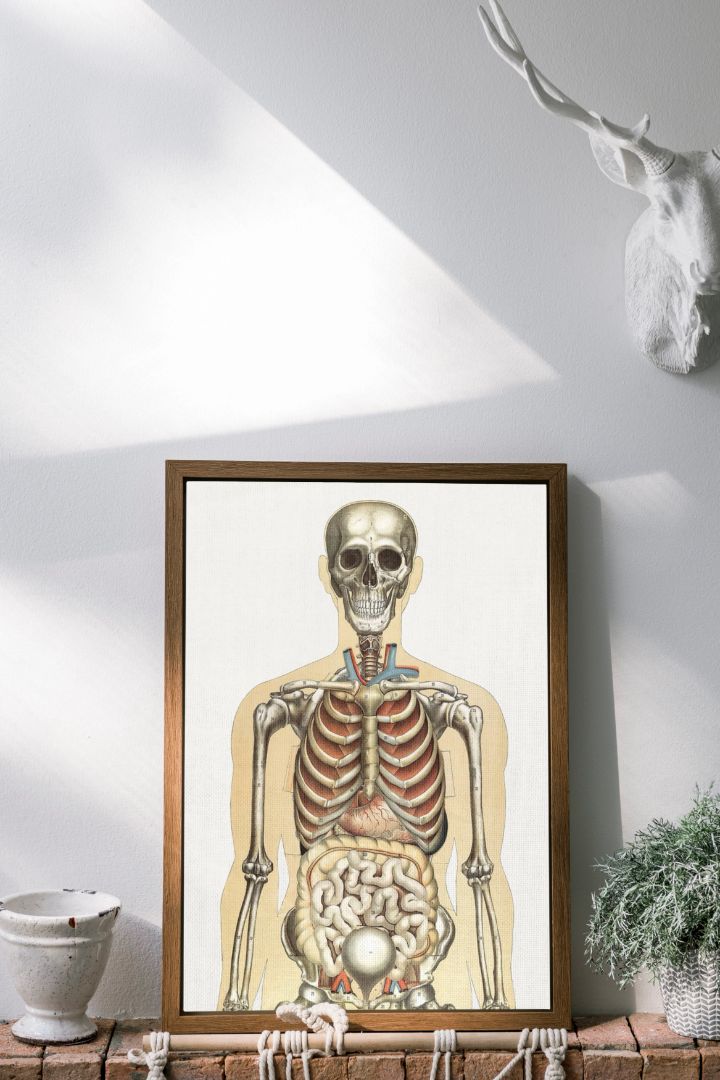 The Human Body and Natural Size – Anatomisk plakat