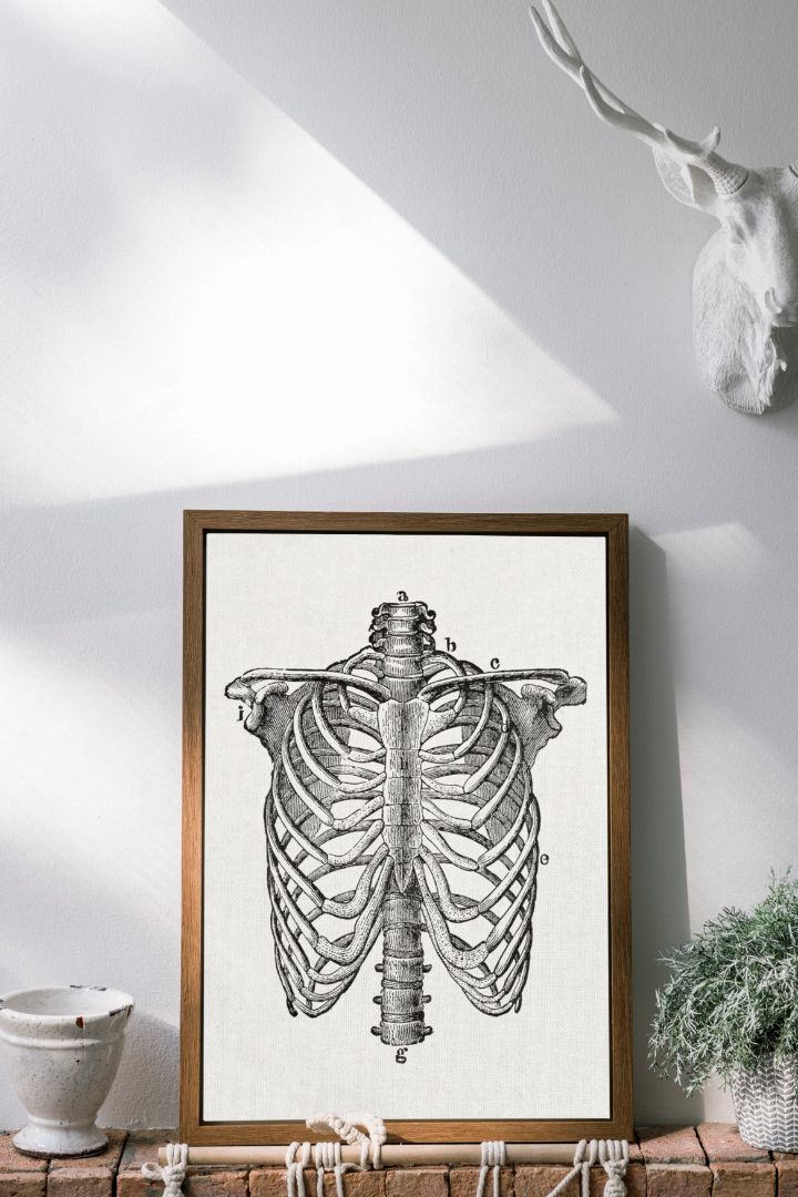 The Human Body – Klassisk anatomi