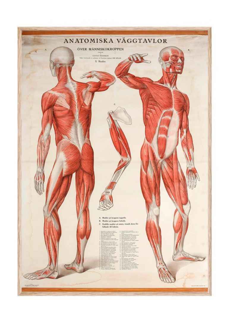 Gustaf Wennman – Anatomiske vægplader