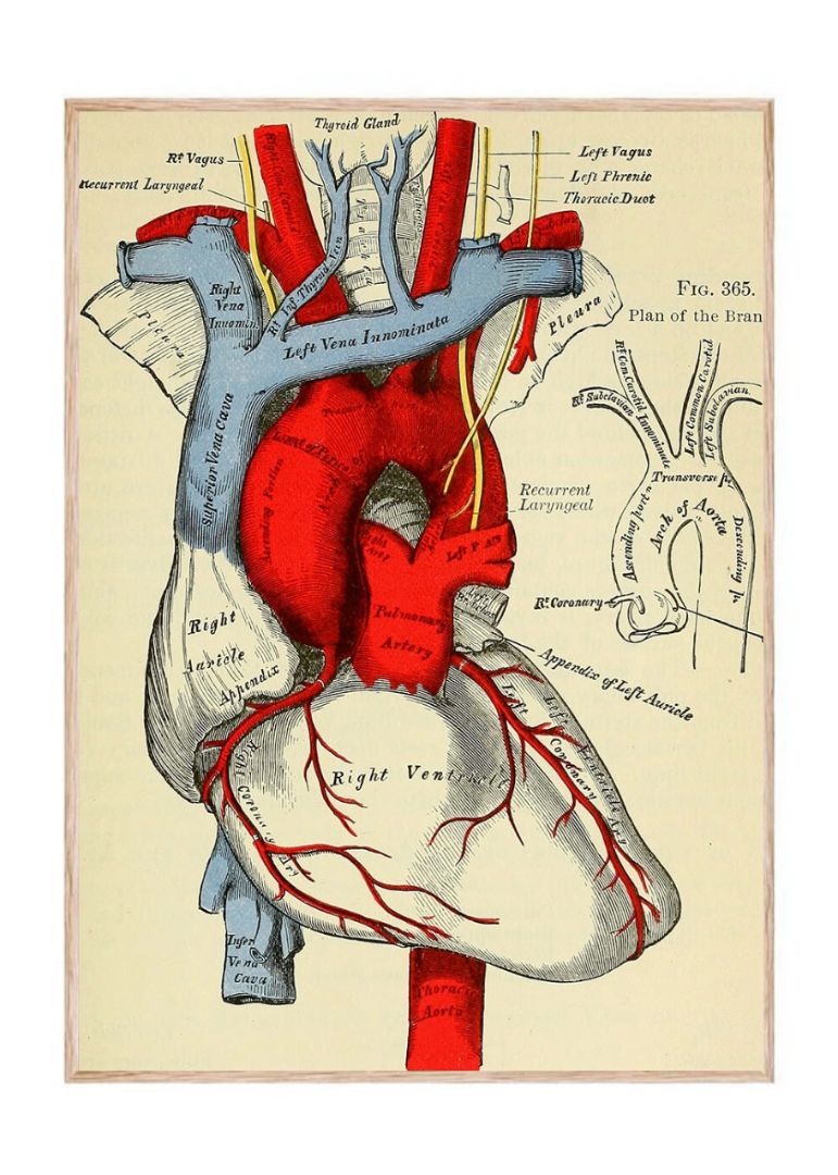 Identifier: Anatomy – Historisk plakat