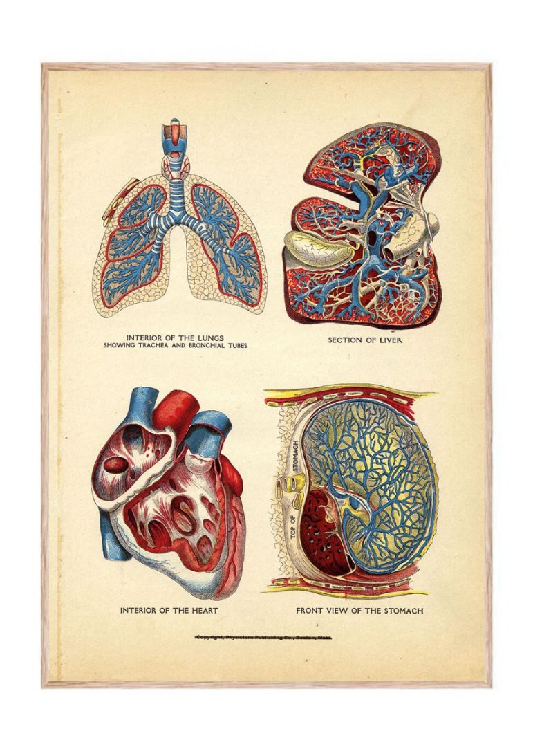 Interior of the Heart, Lungs, Liver, and Stomach – Organsystemets dybde