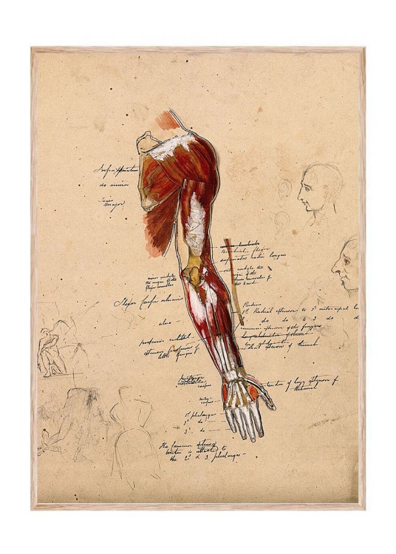 Muscles of the Arm, Shoulder, and Hand – Detaljeret muskelanatomi