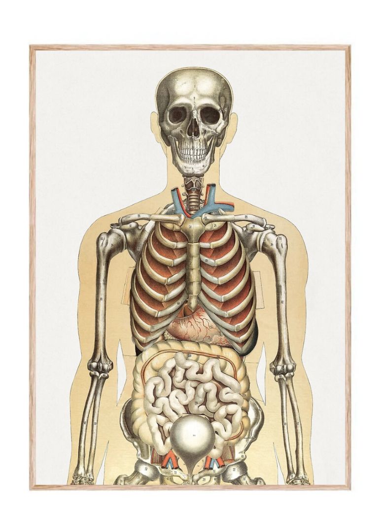 The Human Body and Natural Size – Anatomisk plakat