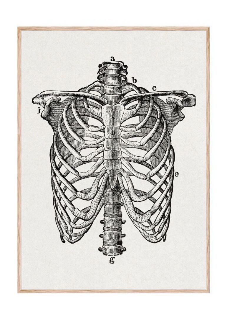 The Human Body – Klassisk anatomi