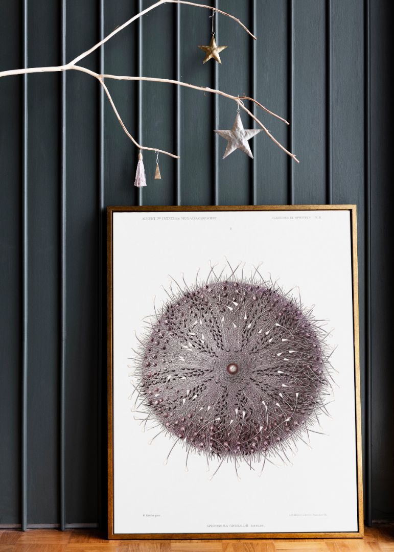 Sea Urchin - Sperosoma grimaldii