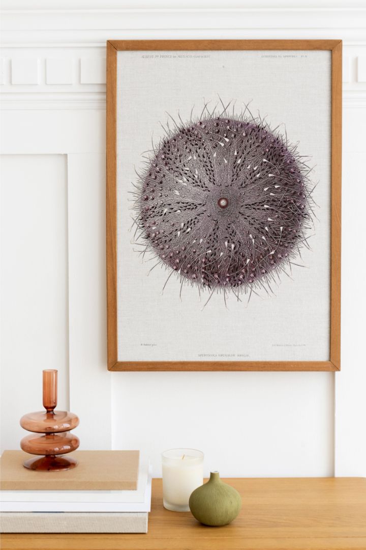 Sea Urchin - Sperosoma grimaldii