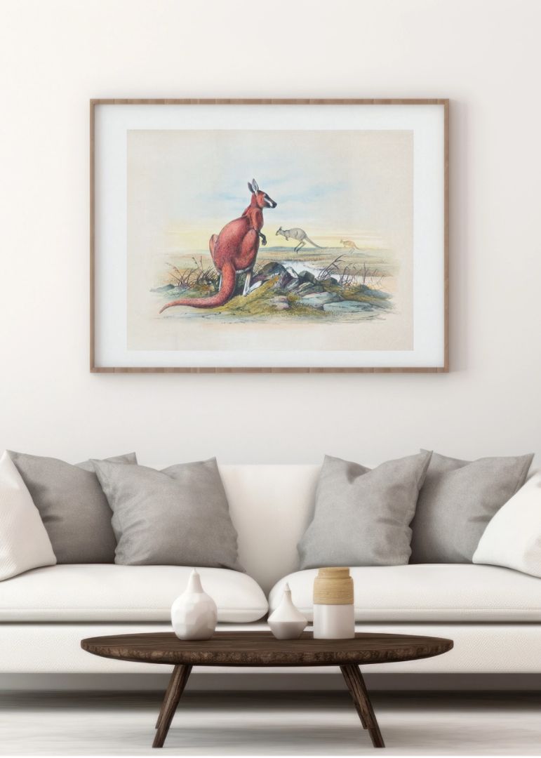 The Red Kangaroo