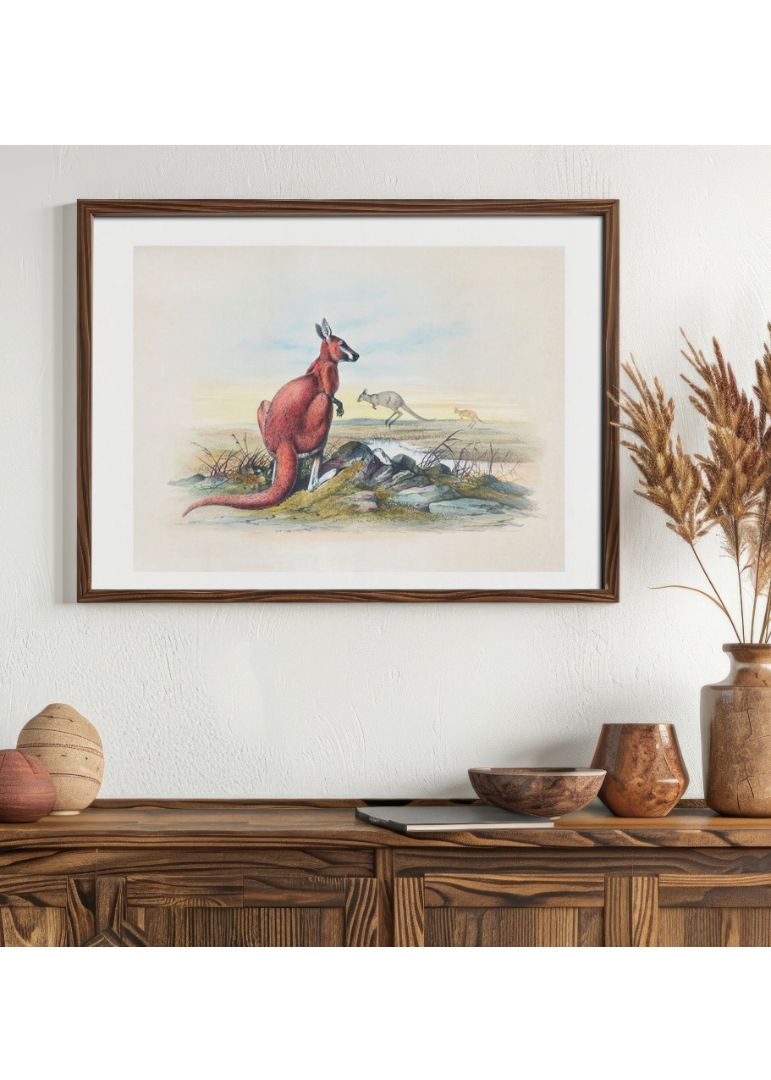 The Red Kangaroo