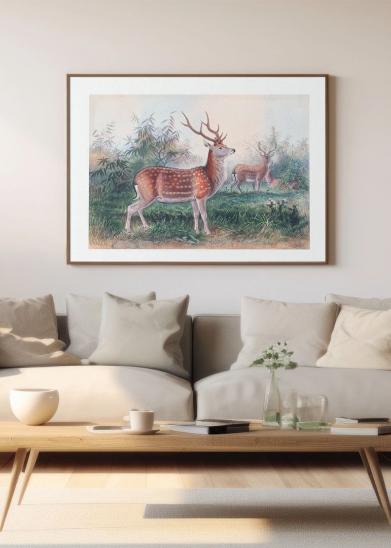The Formosan Deer