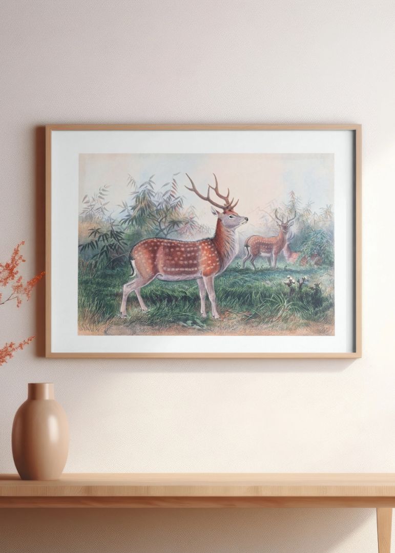 The Formosan Deer