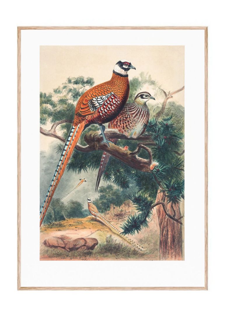Reeves’ Pheasant