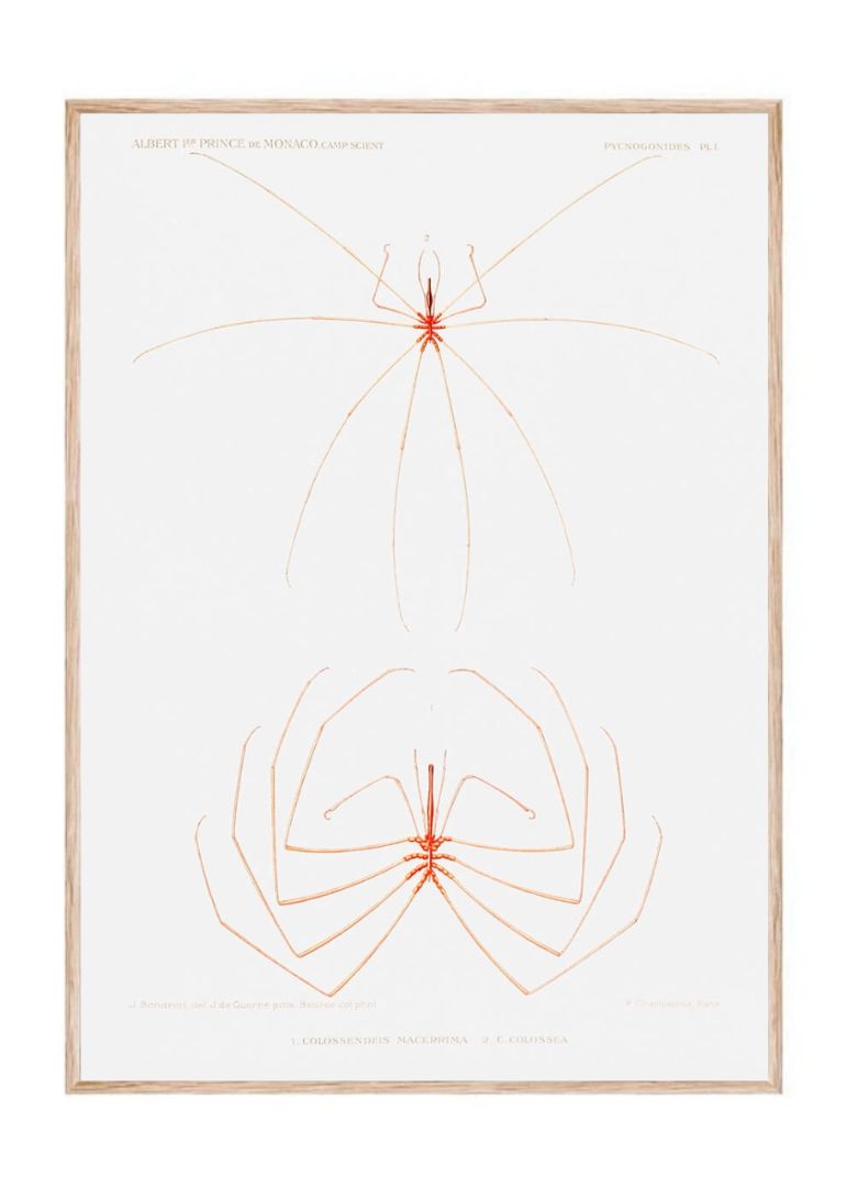 Sea Spider - Colossendeis minor