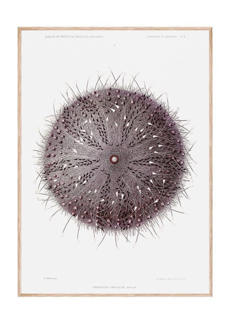 Sea Urchin - Sperosoma grimaldii