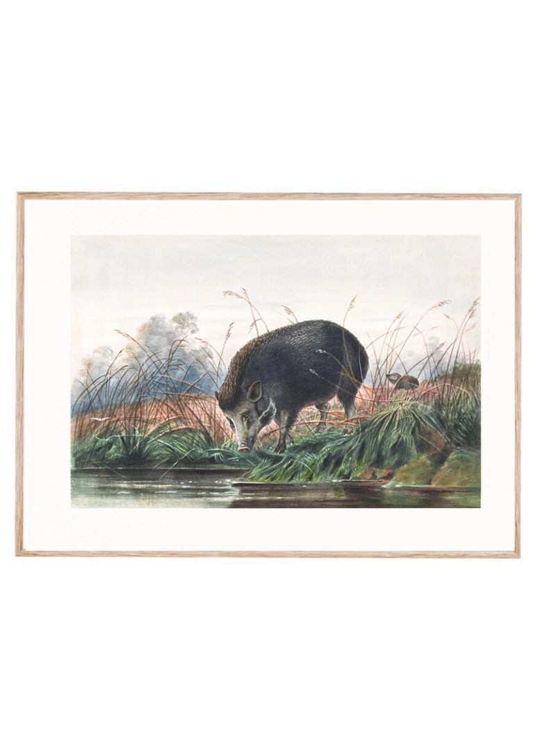 The Andaman Pig
