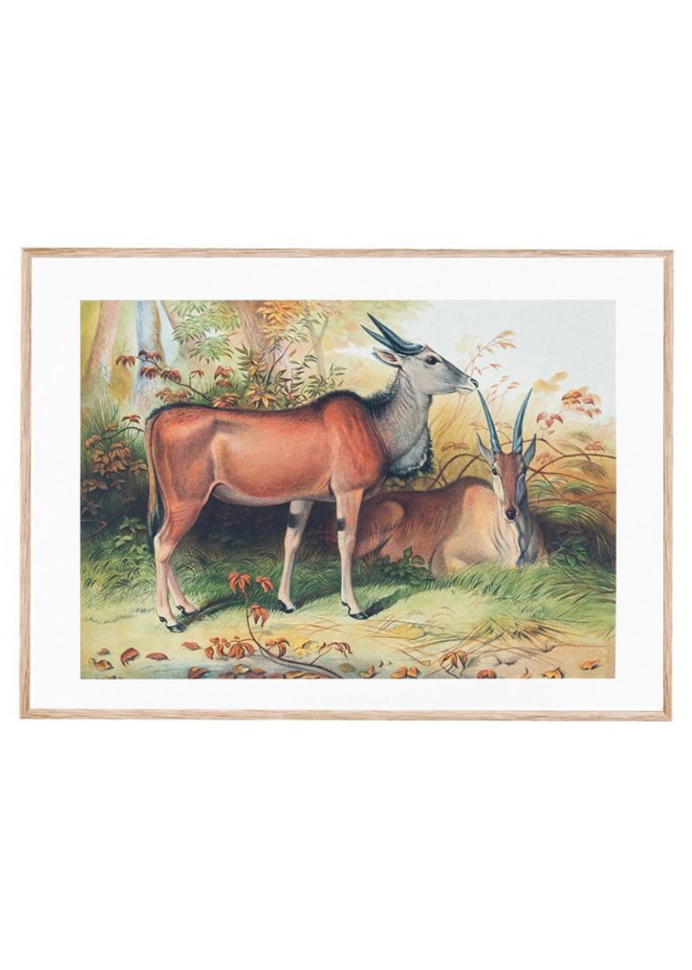 The Eland
