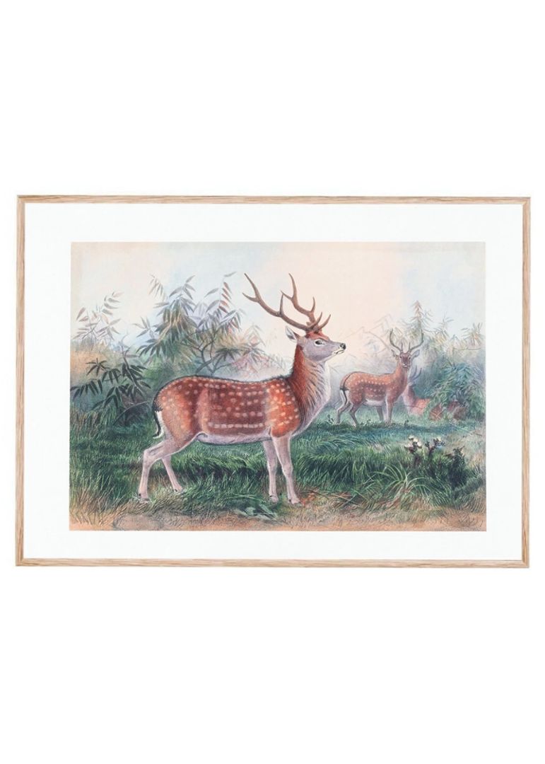 The Formosan Deer