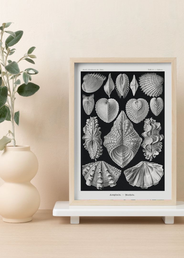 Acephala – Muscheln