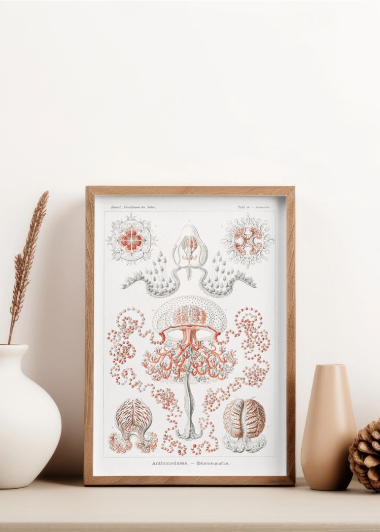 Anthomedusae – Blumenquallen