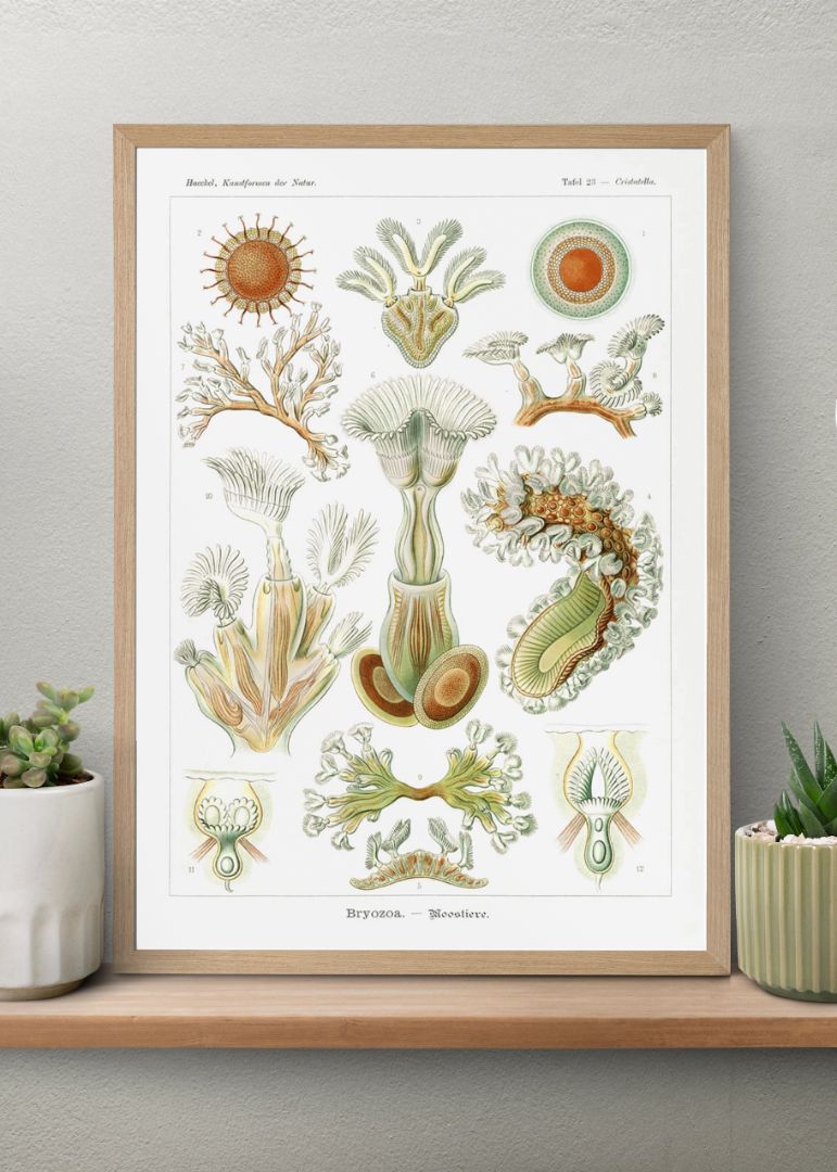 Bryozoa – Moostiere