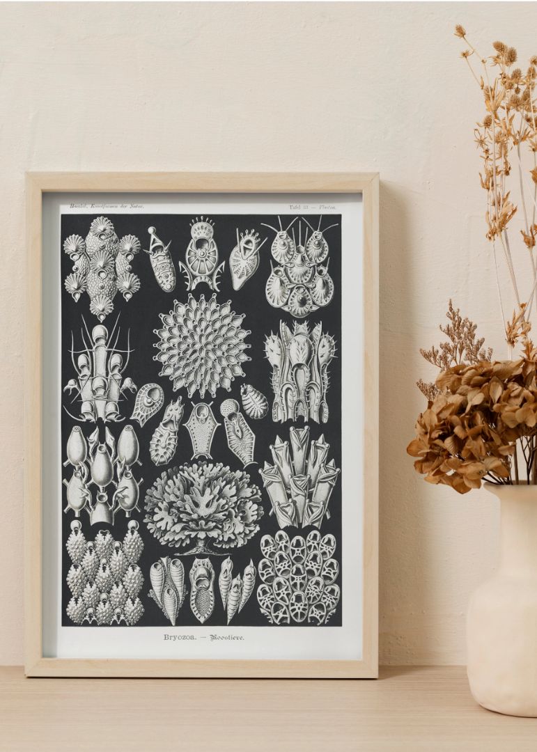 Bryozoa – Woostiere