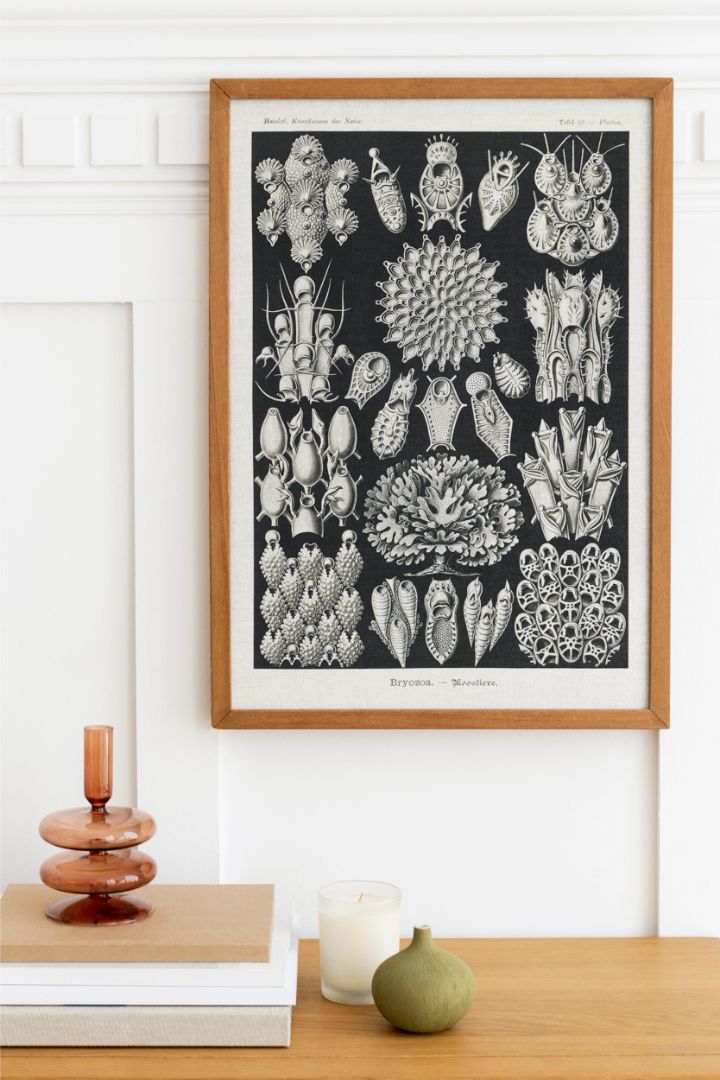 Bryozoa – Woostiere
