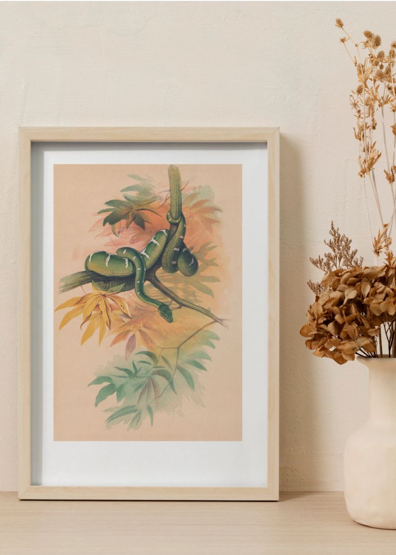 The Green Boa