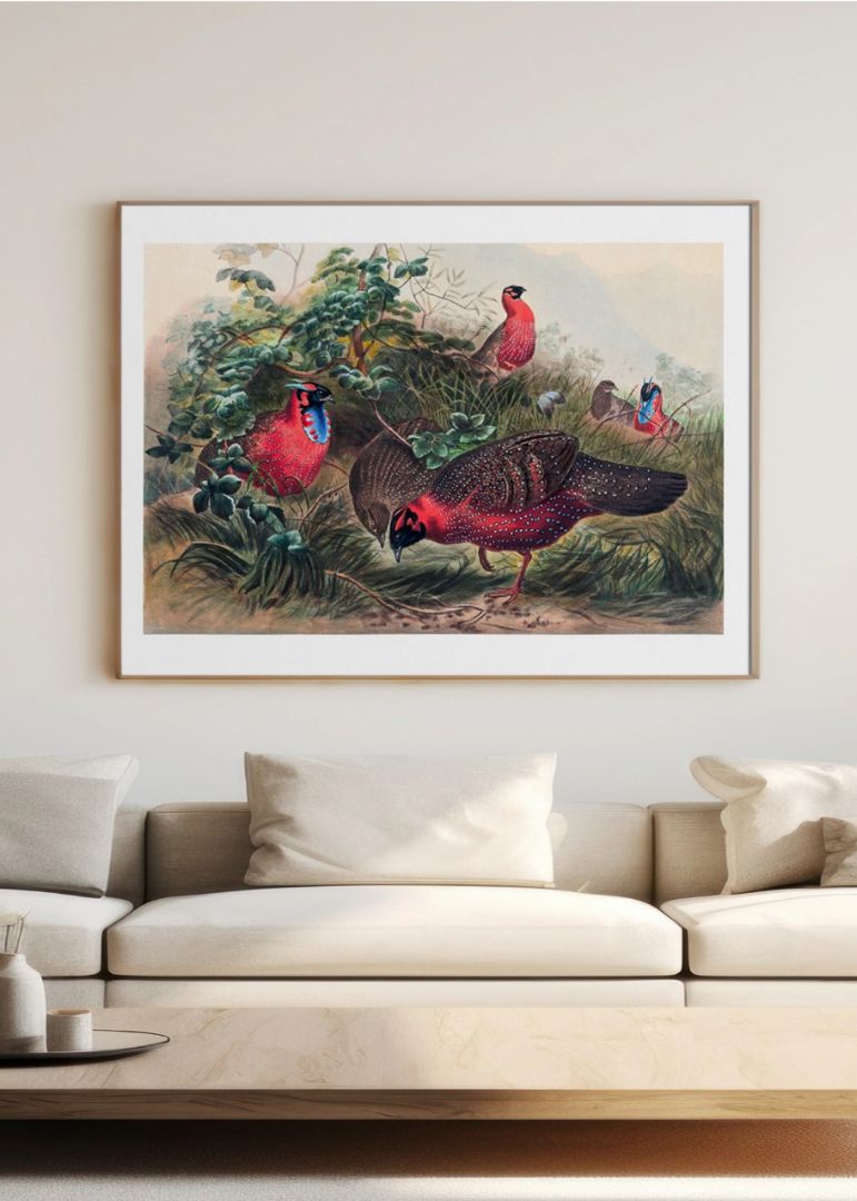 The Horned Tragopan