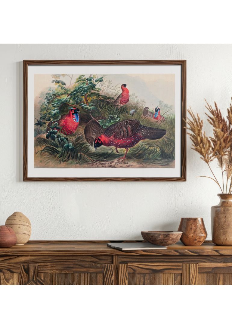 The Horned Tragopan
