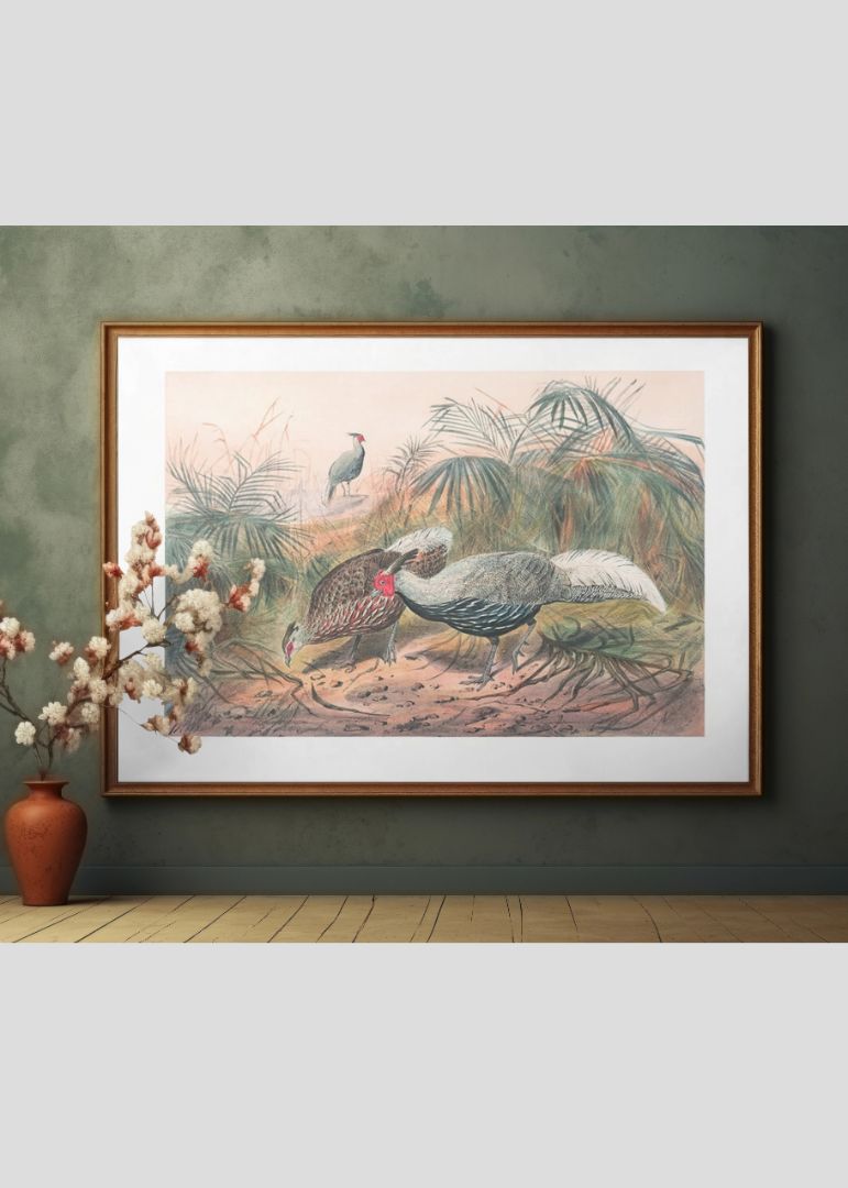 The Lineated Pheasant