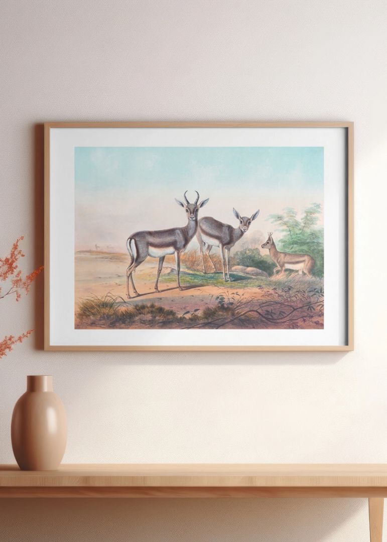The Persian Gazelle