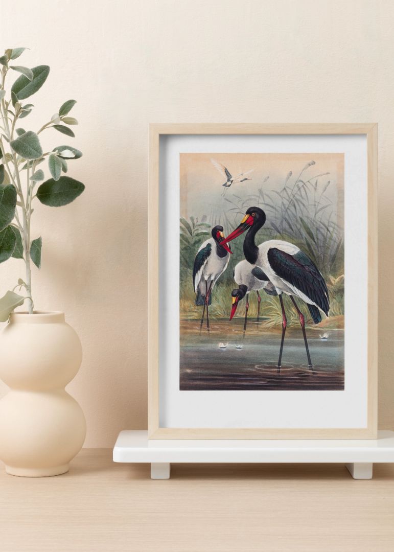 The Saddle-Billed Stork