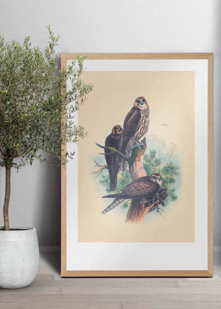 The Saker Falcon