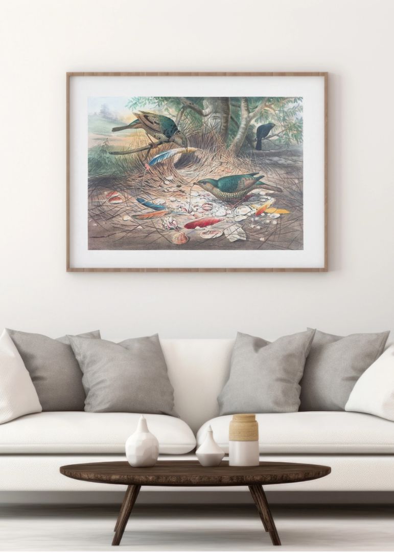 The Satin Bower Bird