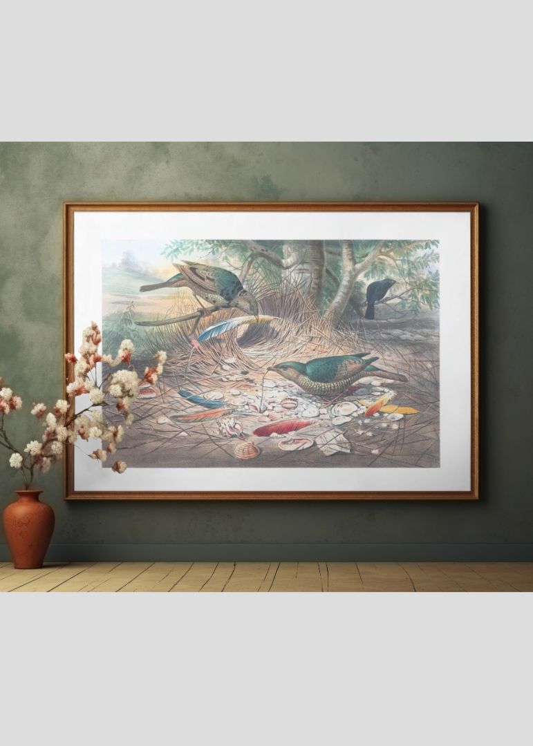 The Satin Bower Bird