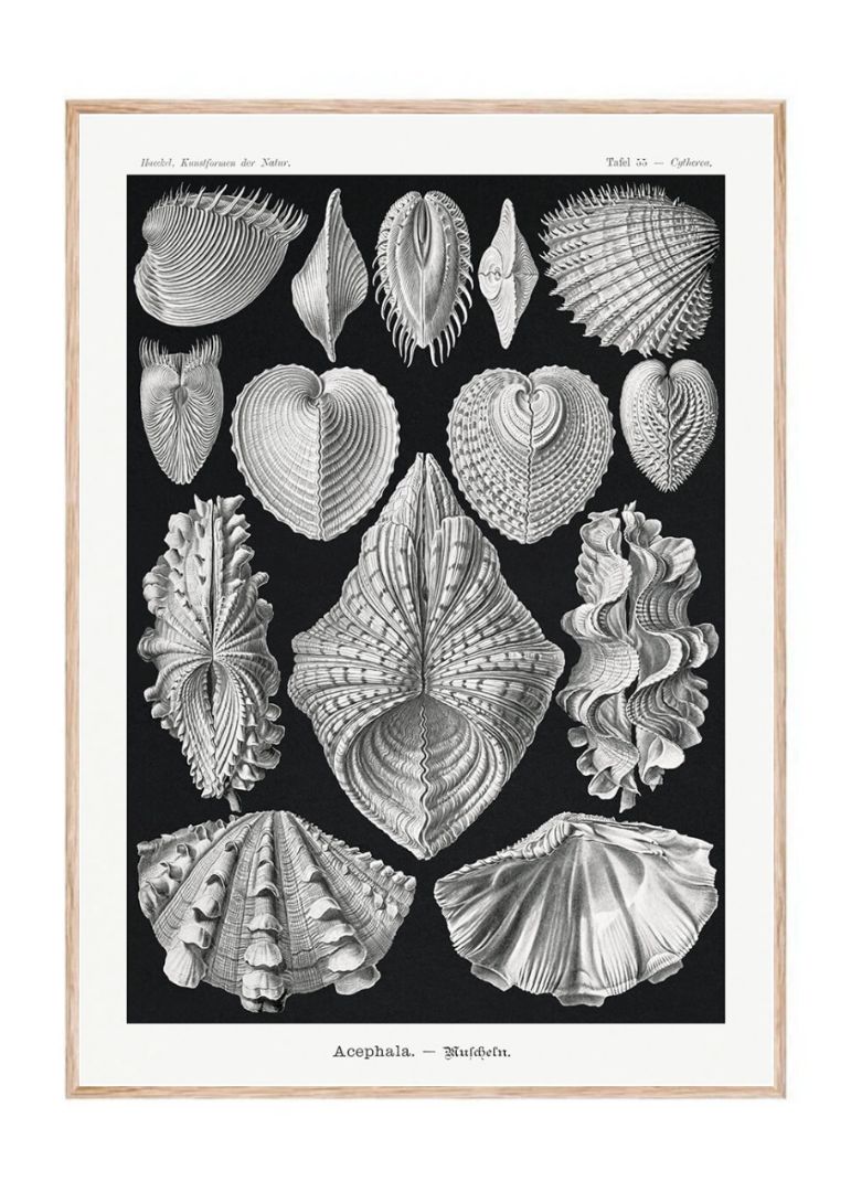 Acephala – Muscheln