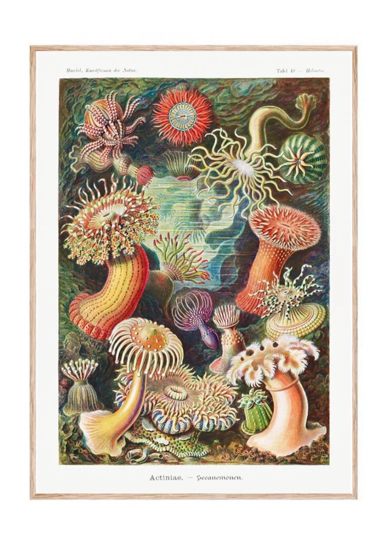 Actiniae – Seeanemonen