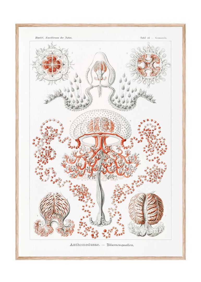 Anthomedusae – Blumenquallen