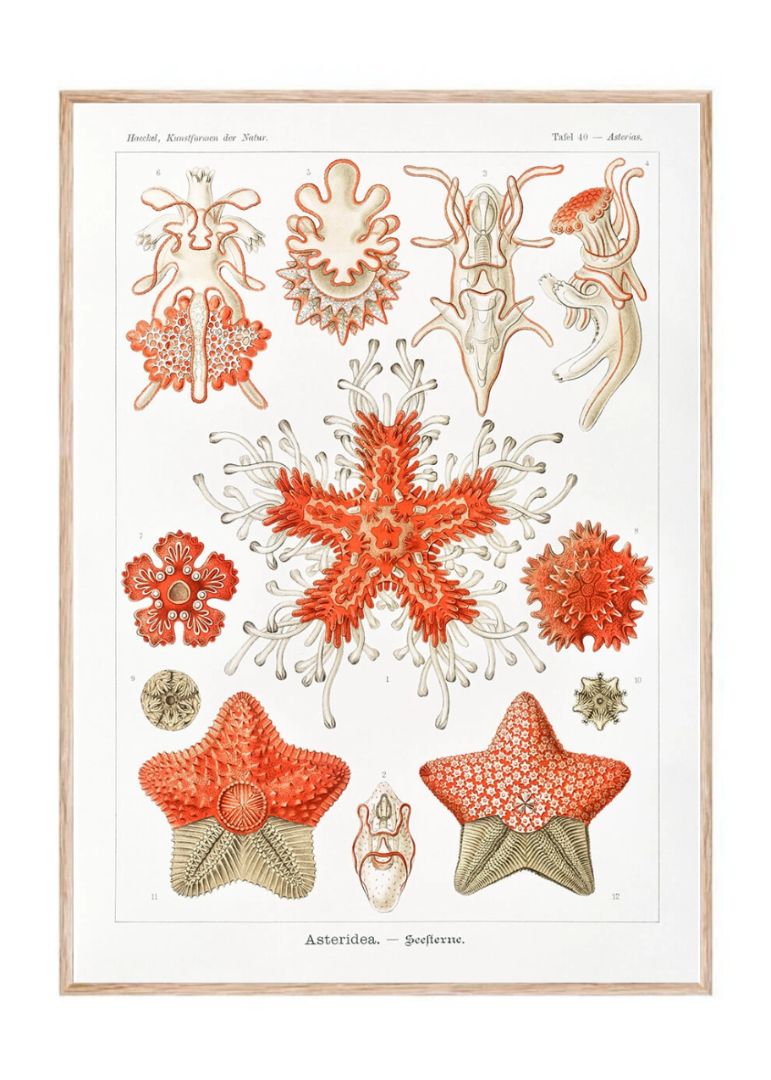 Asteridea – Seesterne
