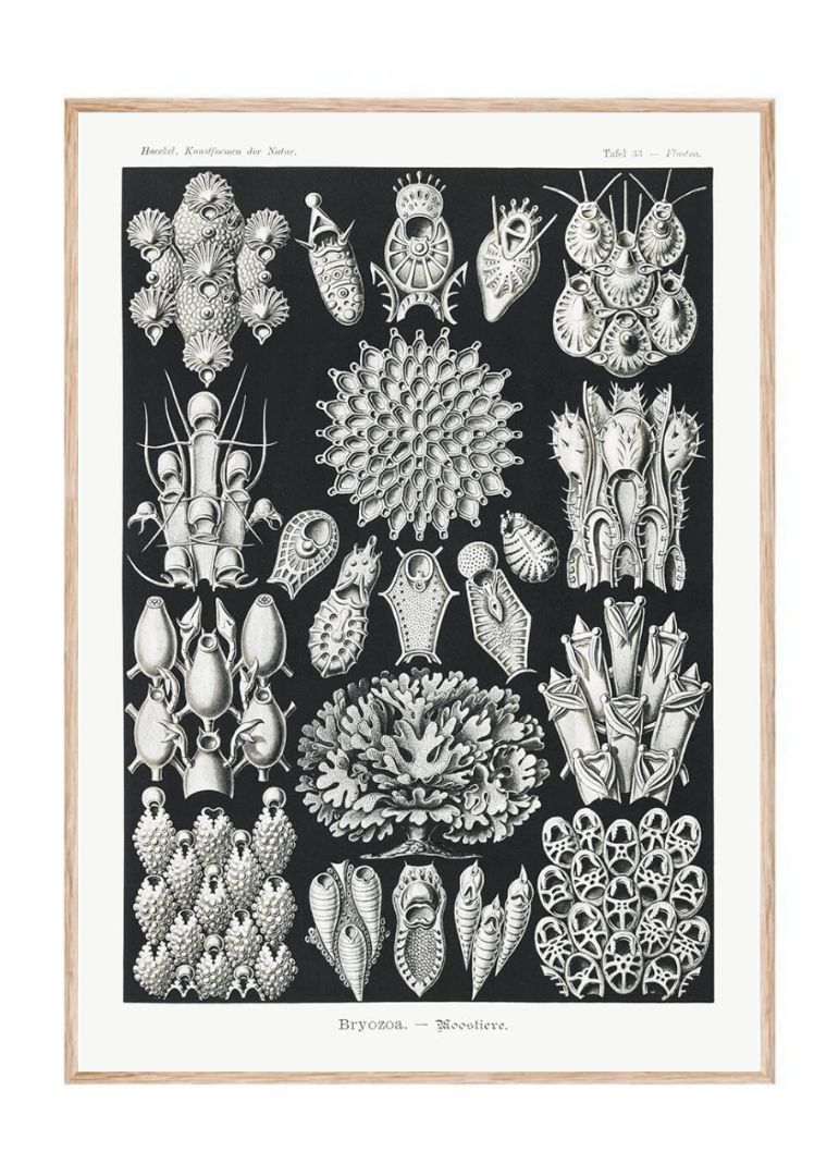 Bryozoa – Woostiere