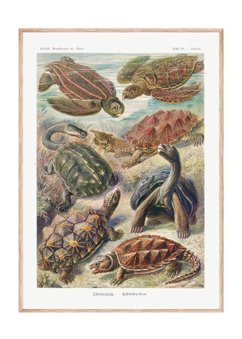Chelonia – Schildkröten