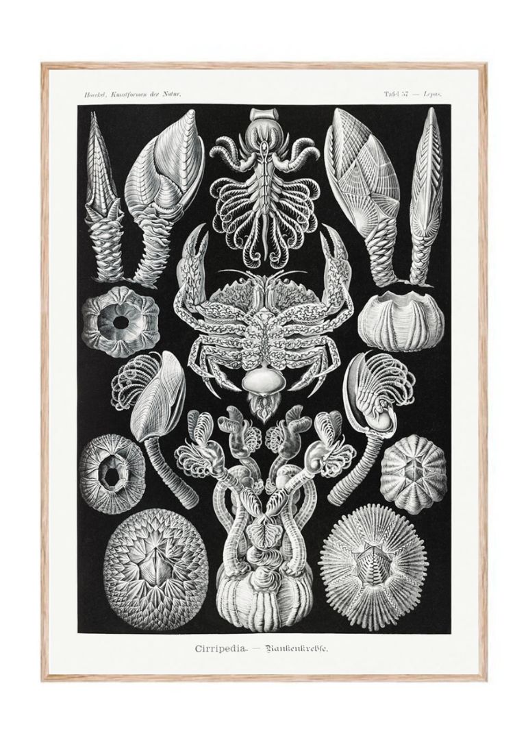 Cirripedia – Rankenkræbs