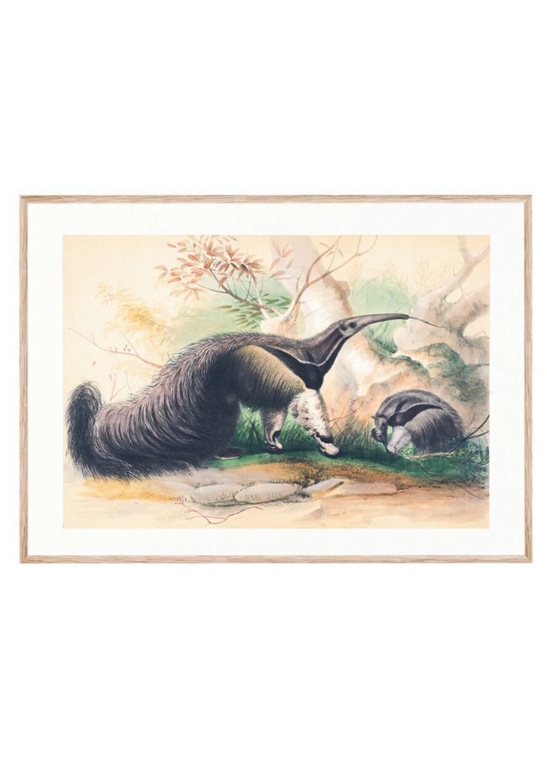 The Great Anteater