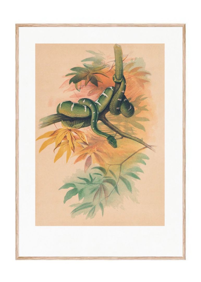 The Green Boa