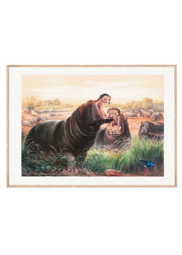 The Hippopotamus