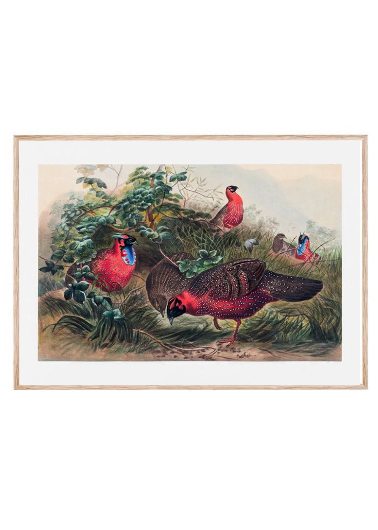 The Horned Tragopan