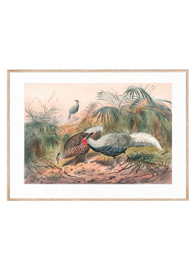 The Lineated Pheasant